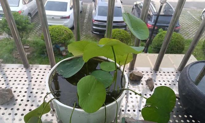 碗莲移栽的正确方法是什么？