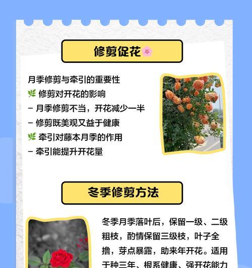 藤本月季施肥的技巧和注意事项是什么？