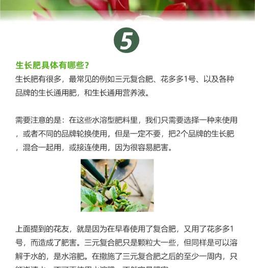 藤本月季施肥的技巧和注意事项是什么？