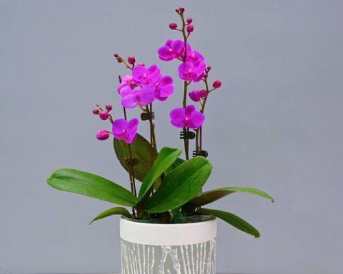 哪些盆栽花卉最吸引人？