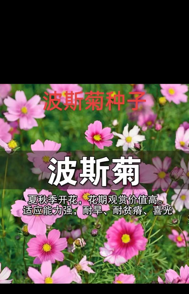 波斯菊花种子怎么种？掌握正确的种植技巧！
