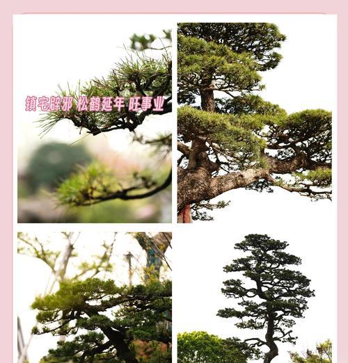 黑松的养护方法是什么？如何避免黑松的病虫害？