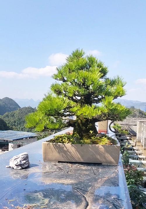 黑松的养护方法是什么？如何避免黑松的病虫害？