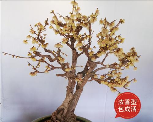 腊梅好品种有哪些？如何选择腊梅？