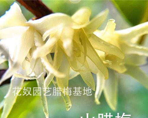 腊梅好品种有哪些？如何选择腊梅？