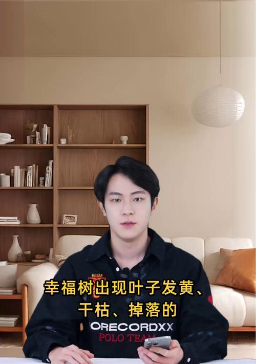 幸福树叶子发黄的处理方法是什么？