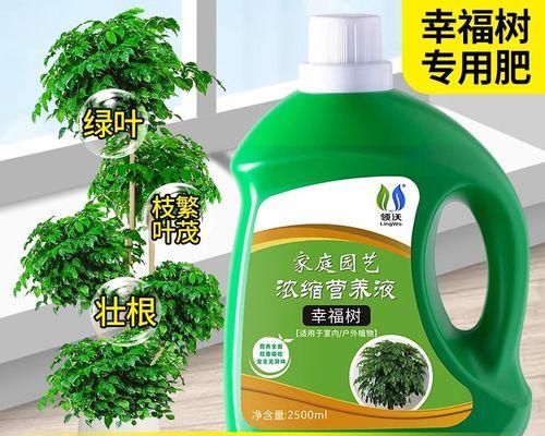 幸福树叶子发黄的处理方法是什么？