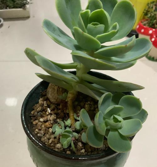 碧桃繁殖方法：碧桃的繁殖技巧有哪些？