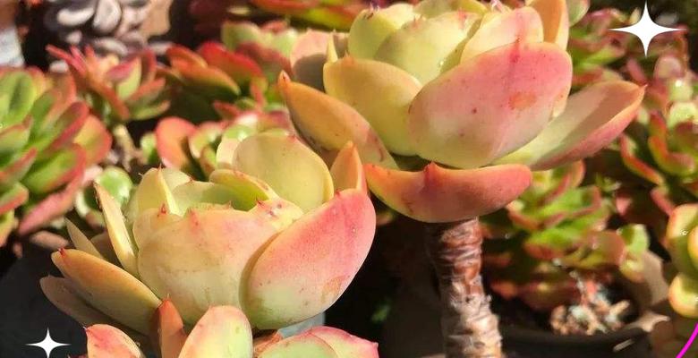 碧桃繁殖方法：碧桃的繁殖技巧有哪些？