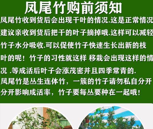 凤尾竹的养殖技巧和注意事项？