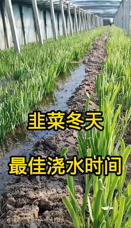 植物浇水时间表：何时是最佳？