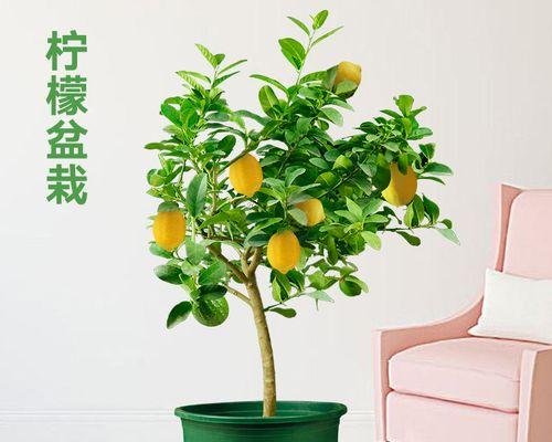 盆栽柠檬树剪枝方法是什么？