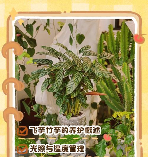 竹芋植物的养殖技巧是什么？如何保持其美观？