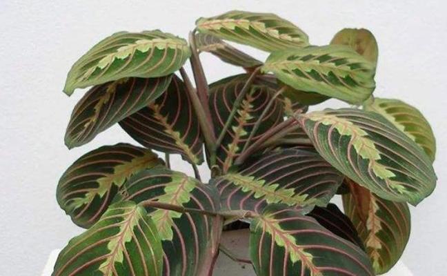 竹芋植物的养殖技巧是什么？如何保持其美观？