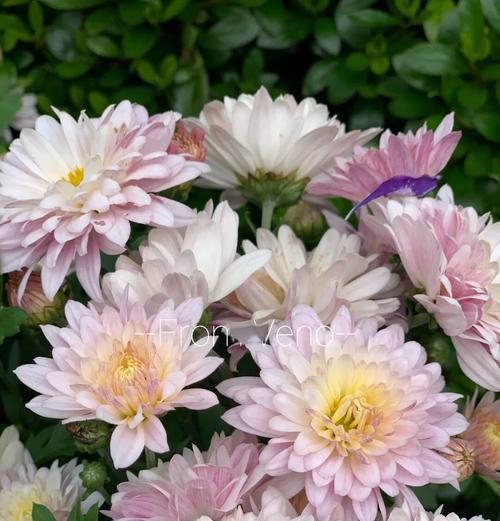 菊花有哪些品种？如何选择菊花品种？