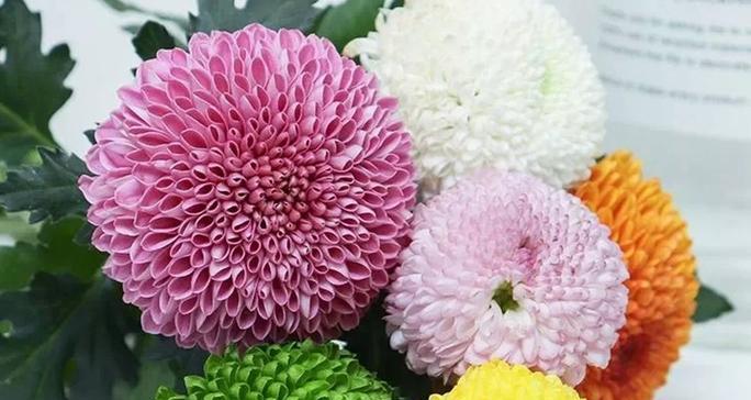 菊花有哪些品种？如何选择菊花品种？