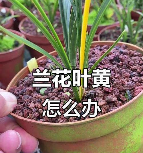 植物叶子发黄的原因及解决方法？