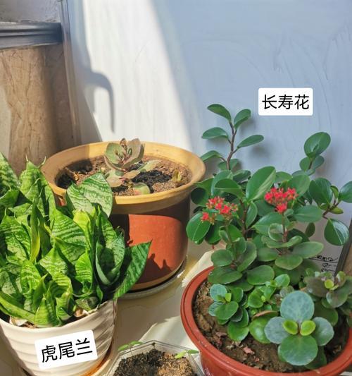 哪种花卉种子发芽速度最快？
