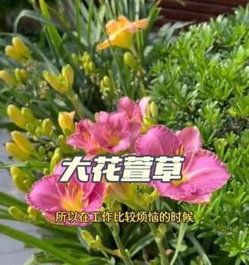 哪些宿根花卉耐寒？如何选择和种植耐寒宿根花卉？