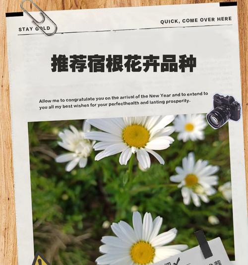 哪些宿根花卉耐寒？如何选择和种植耐寒宿根花卉？