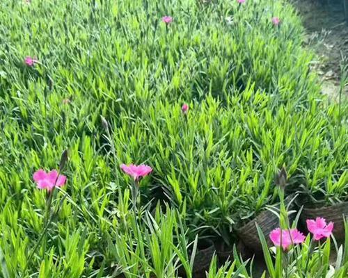 哪些宿根花卉耐寒？如何选择和种植耐寒宿根花卉？