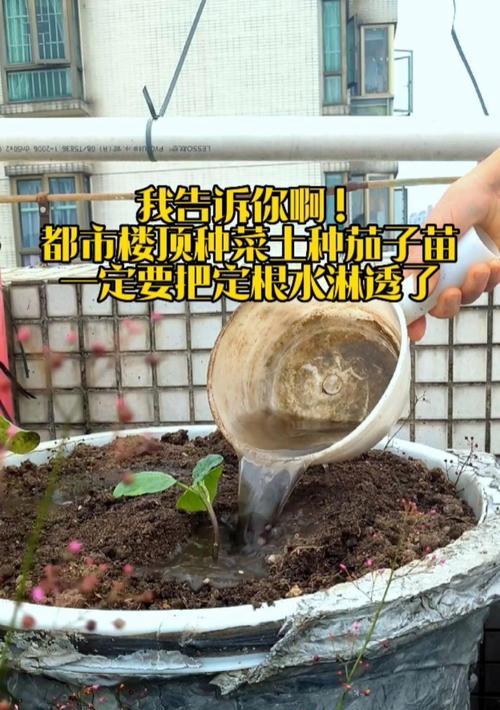 阳台种菜土壤调配的正确方法是什么？