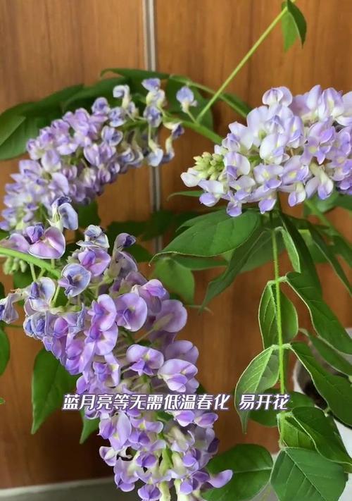 紫藤有哪些好看的品种？如何选择最吸引人的紫藤品种？