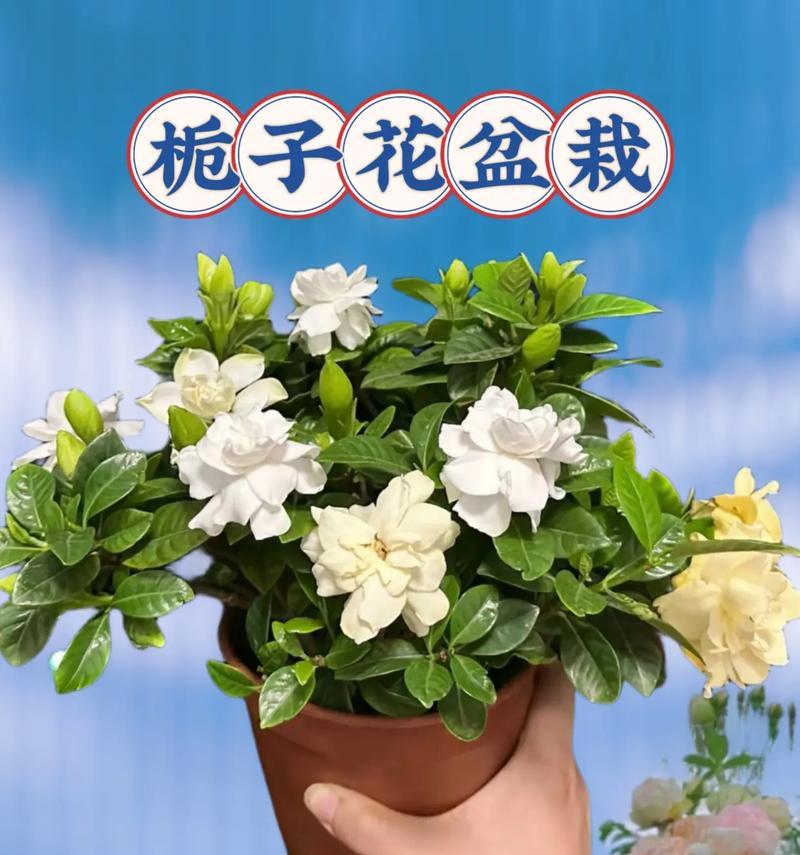 栀子花通常在什么时候开花？