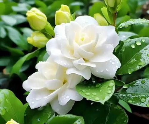 栀子花通常在什么时候开花？