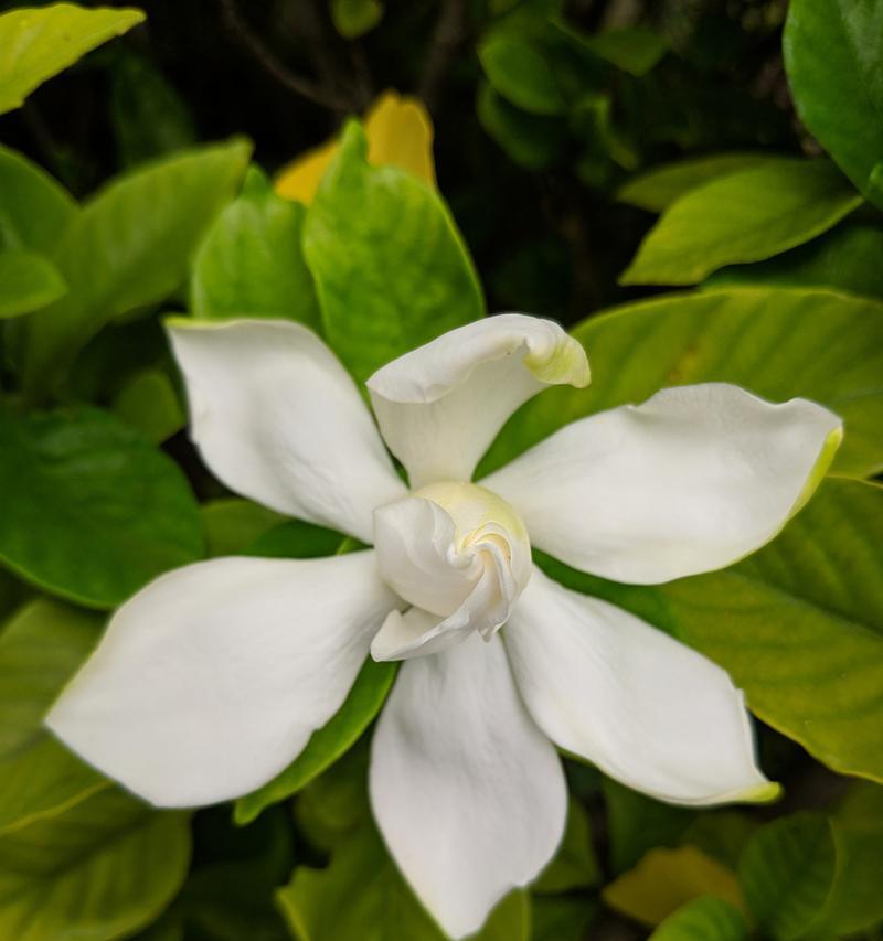 栀子花通常在什么时候开花？