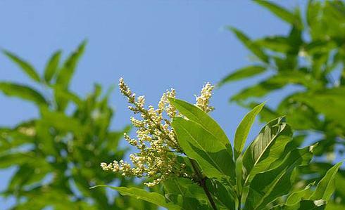 丁香花的养护要点有哪些？如何避免丁香花落叶？