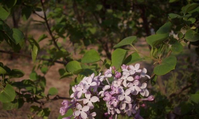 丁香花的养护要点有哪些？如何避免丁香花落叶？