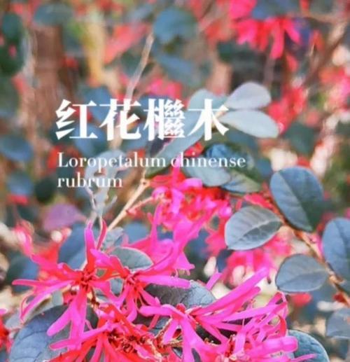 红花继木修剪的最佳时机和方法是什么？