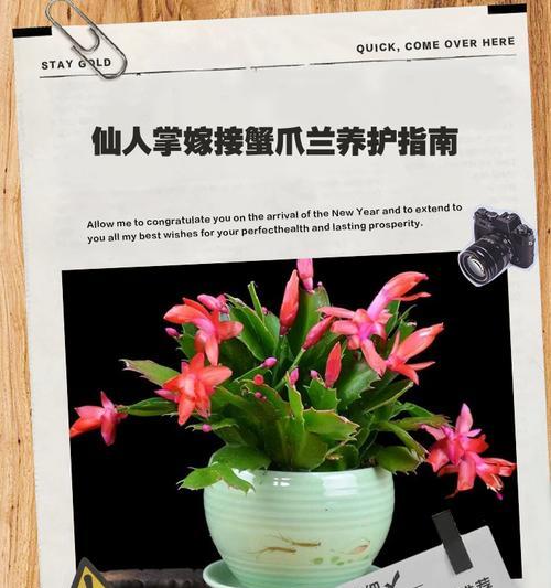 仙人掌嫁接令箭的步骤和技巧是什么？