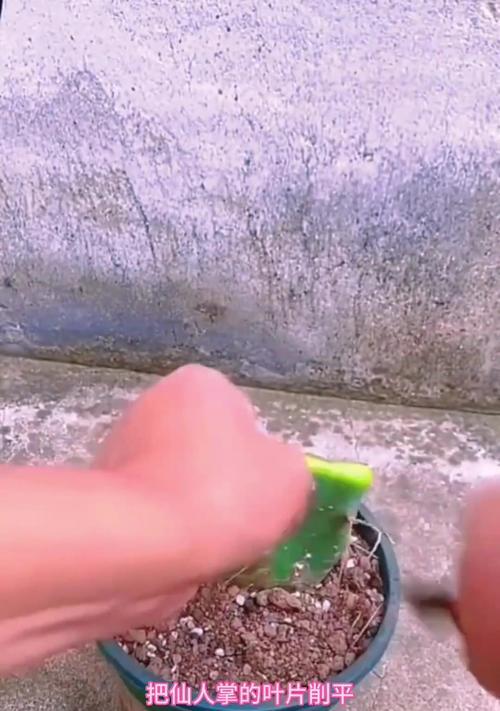 仙人掌嫁接令箭的步骤和技巧是什么？