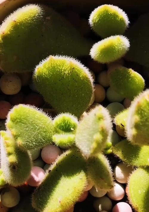 熊童子植物的正确养护方法是什么?