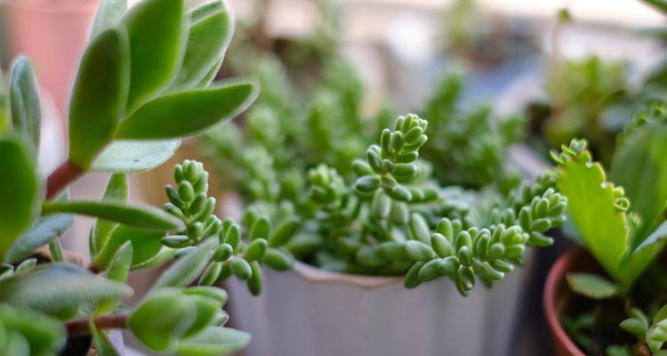 熊童子植物的正确养护方法是什么？