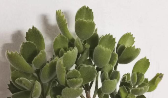 熊童子植物的正确养护方法是什么？