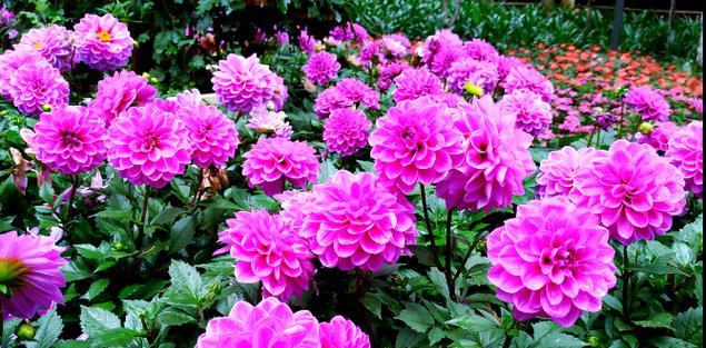夏天适合种什么花？夏季花卉种植的注意事项是什么？
