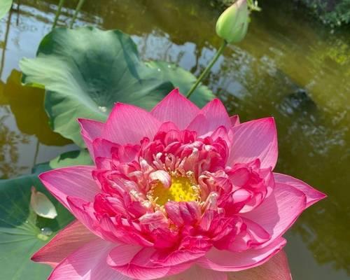 夏天适合种什么花？夏季花卉种植的注意事项是什么？