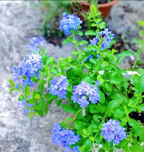 夏天适合种什么花？夏季花卉种植的注意事项是什么？