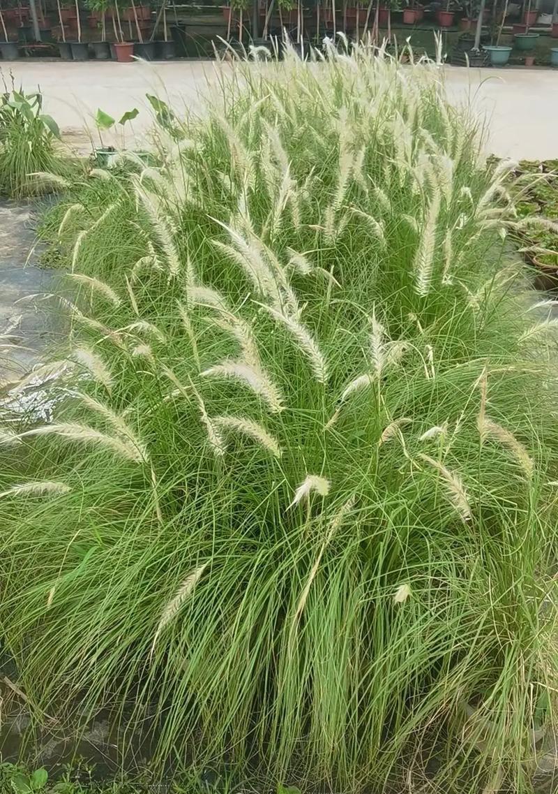 热带水生植物有哪些？它们的养护方法是什么？