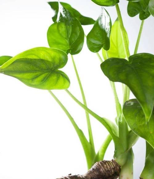 热带水生植物有哪些？它们的养护方法是什么？