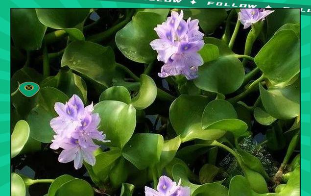 热带水生植物有哪些？它们的养护方法是什么？