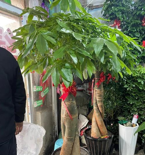 发财树怎么养？有哪些技巧可以让它茁壮成长？