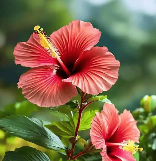 扶桑花是什么花？热带风情的美丽花卉介绍！