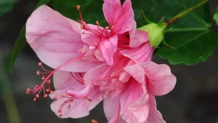 扶桑花是什么花？热带风情的美丽花卉介绍！