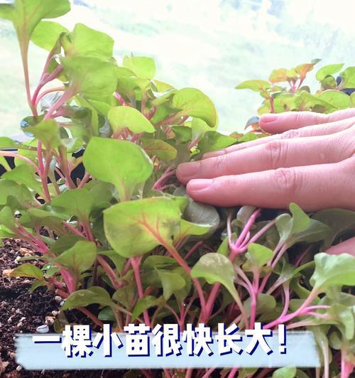 枸杞的繁殖技巧有哪些？