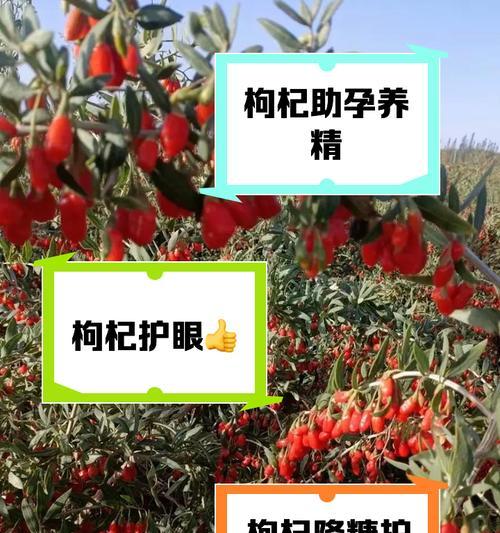 枸杞的繁殖技巧有哪些？