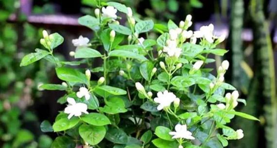 茉莉盆景怎么养植？茉莉盆景的养护技巧有哪些？